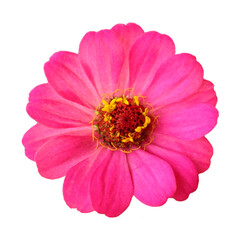 pink gerbera flower isolated on a white background