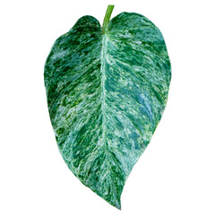Tropical leaves isolated on white background. Beautiful tropical exotic foliage, variegata leaf © Tidur