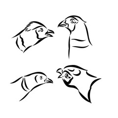 Hand drawn of an pheasant, sketch. Vector illustration isolated on a white background.