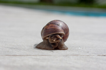 Schnecke im Schneckenhaus