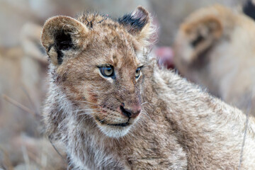 Lion cub eating in the bush of Sabi Sands Game Reserve in South Africa