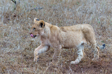 Lion cub walking after a big meal in the bush of Sabi Sands Game Reserve in South Africa