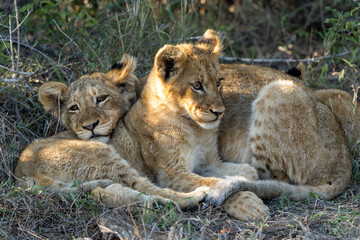 Lion cubs resting together after a big meal in the bush of a Game Reserve in South Africa