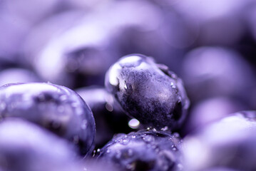 Freshly picked blueberries as background. blueberries closeup