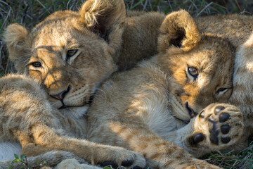 Lion cubs resting together after a big meal in the bush of a Game Reserve in South Africa