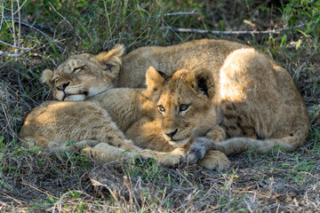 Naklejka na ściany i meble Lion cubs resting together after a big meal in the bush of a Game Reserve in South Africa