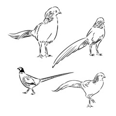 Hand drawn of an pheasant, sketch. Vector illustration isolated on a white background.