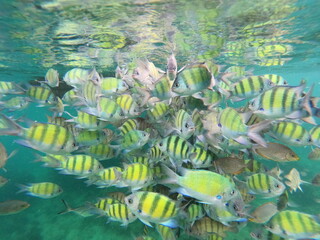 tropical fish in aquarium