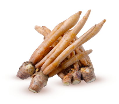 Fingerroot, Kaempfer, Boesenbergia on white background on transparent.