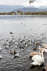  water birds in Gmunden at Traunsee, Austria, Europe