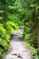View from tourist walking in alpine forest on summer day. Hiker traveler hikking with beautiful forest landscape, Dolomites, Italy