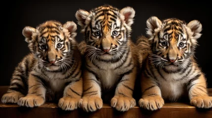 Zelfklevend Fotobehang Group of cute tiger cubs © Veniamin Kraskov