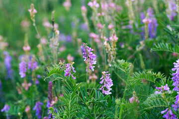 Meadow flowers are pink and blue. Sage, peas, exparcet. Beautiful green grass. Wild nature.