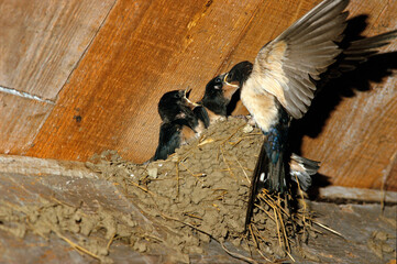 Hirondelle rustique, Hirondelle de cheminée, nid, jeune, nourrissage,.Hirundo rustica, Barn Swallow © JAG IMAGES