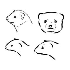 Ferret side view, hand drawn doodle, drawing sketch in gravure style, vector illustration