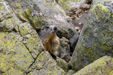 marmotte des pyrénées
