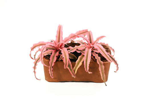 Cryptanthus Elaine plant in pot isolated on white