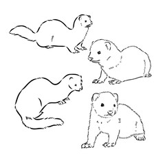 Ferret side view, hand drawn doodle, drawing sketch in gravure style, vector illustration