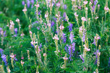 Meadow flowers are pink and blue. Sage, peas, exparcet. Beautiful green grass. Wild nature.