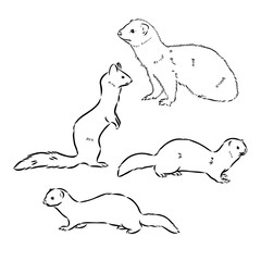 Ferret side view, hand drawn doodle, drawing sketch in gravure style, vector illustration