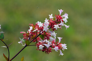 Detail of a branch with leaves and flowers of Linnaea × grandiflora or Abelia × grandiflora