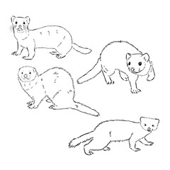 Ferret side view, hand drawn doodle, drawing sketch in gravure style, vector illustration