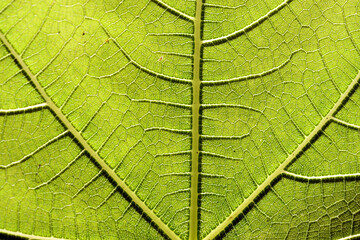 Macro photography of a fig leaf (Ficus carica) seen up to the light