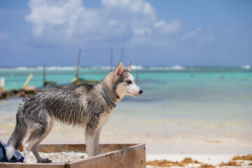 Beautiful little Husky dog on a sandy beach