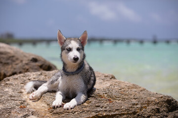 Beautiful little Husky dog chilling at the bech