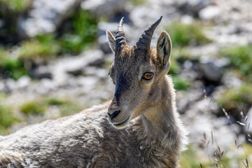 Bouquetin du vercors