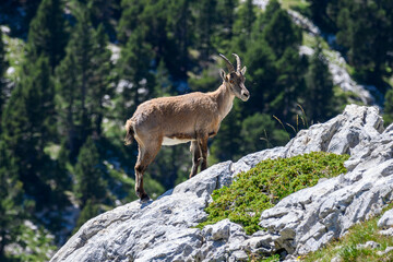 Bouquetin du vercors