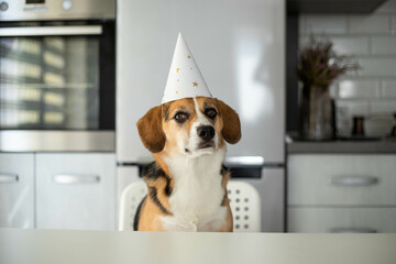 the dog is celebrating his birthday