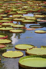 white water lily