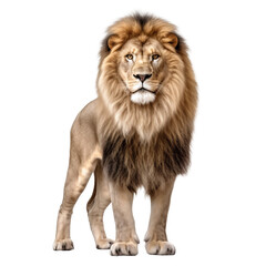 lion isolated on transparent background cutout