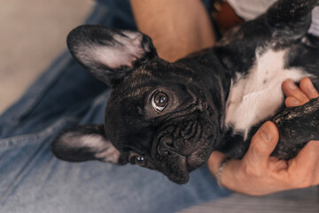Close up of a black French Bulldog puppy in the hands of its owner at home.The concept of care, training,raising of animals.