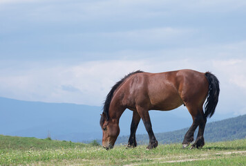 A lone horse grazes on a picturesque green meadow on a sunny summer day among the mountain peaks.