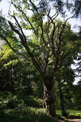 Sous bois de hêtre dans les hautes chaumes