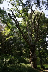 Fototapeta premium Sous bois de hêtre dans les hautes chaumes