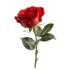 Fototapeten red rose isolated on transparent background cutout © NI