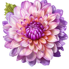 flower dahlia isolated on transparent background cutout