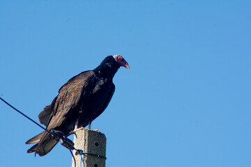  Vulture  perched on a power pole