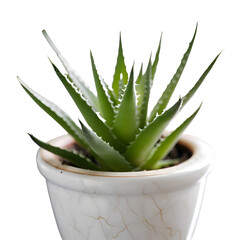 Aloe vera plant in white pot isolated on white background.