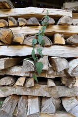 Le bois de la Creuse