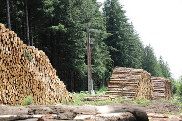 Le bois de la Creuse
