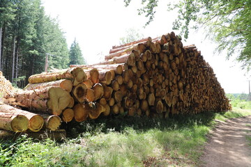 Le bois de la Creuse