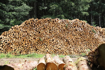 Le bois de la Creuse