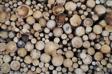 Le bois de la Creuse