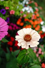 Beautiful light colored Zinnia flower - summer flowers, selective focus