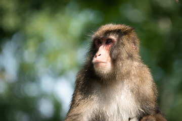 portrait of a macaque