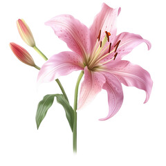 Pink lily flower isolated on transparent background cutout